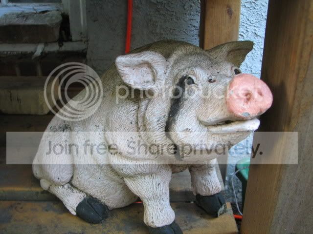 piggy2.jpg