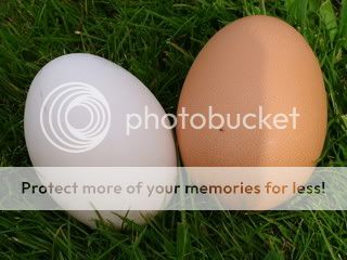 firstwhiteegg1.jpg