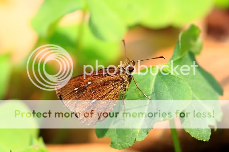 雅弄蝶 Chestnut Bob (Iambrix salsala)