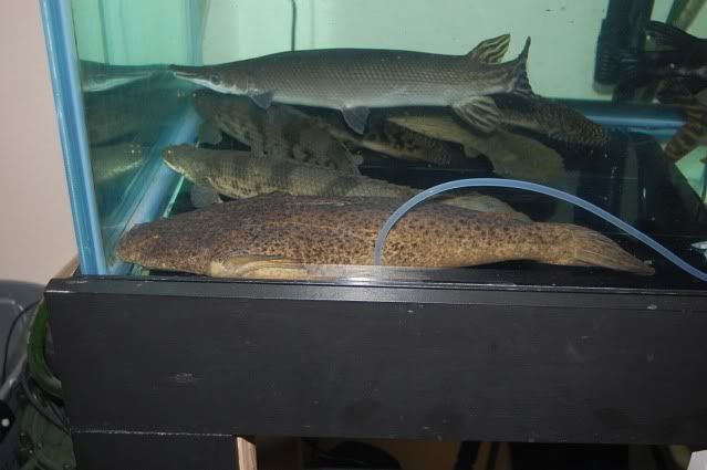 blind date catfish Buy the ed bassmaster show season 1: skippy tests out his new version of a blind date catfish: the tv show season 5. blind date catfish Buy the ed bassmaster show season 1: skippy tests out his new version of a blind date catfish: the tv show season 5.