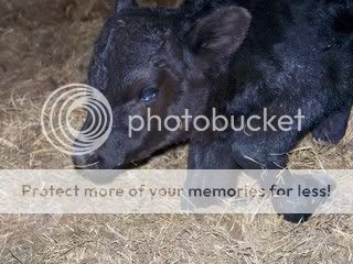 We had a . . . - Cattle