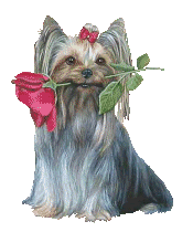 rosenyorkie Pictures, Images and Photos
